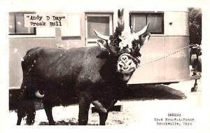 Bull with 4 horns Owners Mr. & Mrs W.A. Rasor Brookville, Ohio USA Unused lig...