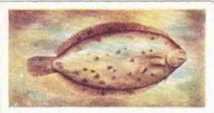 Whitefish Authorit Vintage Trade Card The Fish We Eat 1954 No 4 Lemon Sole