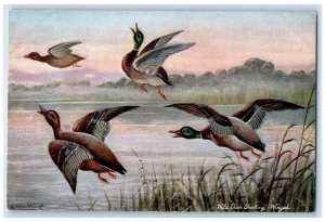c1910's Wild Duck Shooting Winged Oilette Tuck's Unposted Antique Postcard