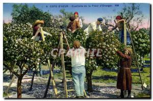 Old Postcard Picking the flower & # 39oranger Cote d & # 39Azur