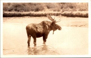 Bull Moose Yellowstone National Park Real Photo
