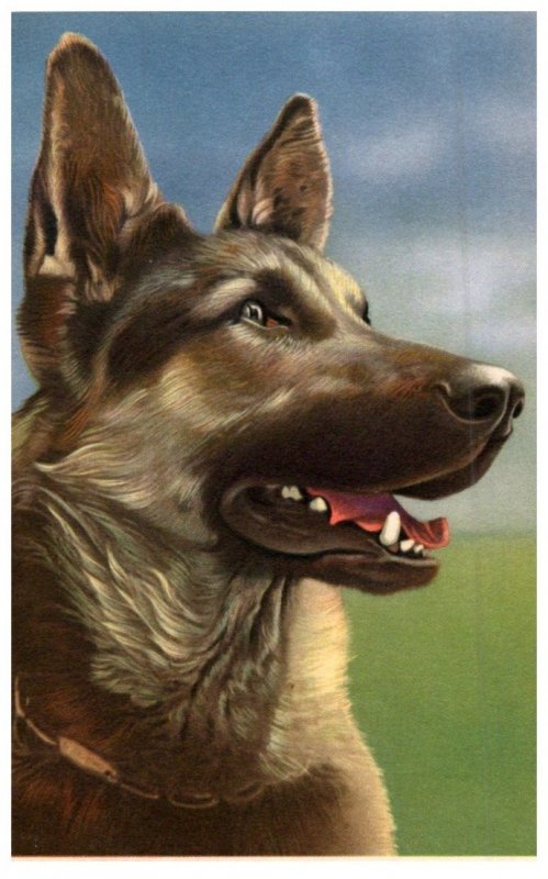 Dog  German Shepard  artist signed Alfed Mainzer