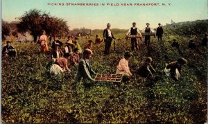 Postcard NY Frankfort Men & Women Picking Strawberries in Field ~1910 M57