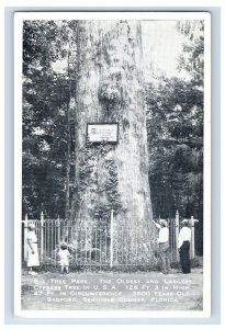 Vintage Oldest & Largest Cyperess Tree In The US Sanford Flordia Original P26E