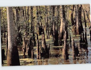 Postcard Cypress Swamp Louisiana USA