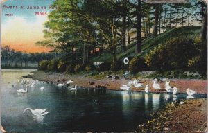 Swans At Jamaica Pond Massachusetts Vintage Postcard C108