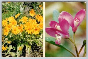 Wildflowers Of Canada, Sunflower, Fringed Polygala, Vintage 1966 Chrome Postcard