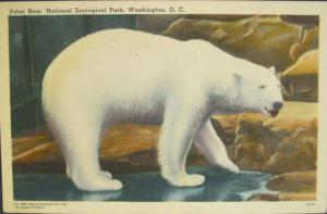 Washington DC Zoo Polar Bear Postcard