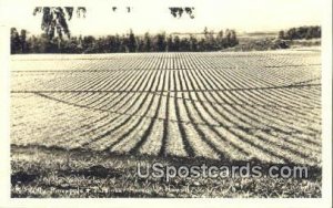 Real Photo - Pineapple Field - Honolulu, Hawaii HI  