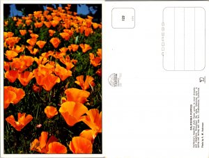 California Poppies (12039)