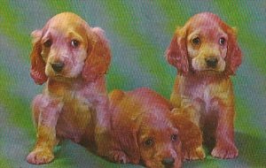 Dogs Cocker Spaniel Puppies Not Us