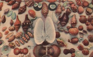 Vintage Postcard Tropical Florida Sea Shells Found Along The Gulf of Mexico MX