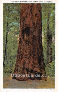 Giant Big Tree Grove - Santa Cruz, CA