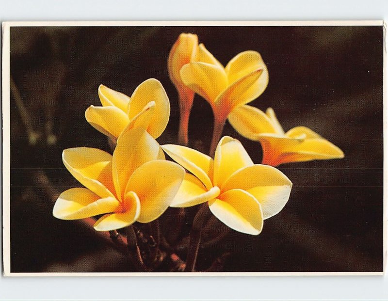 Postcard Yellow Plumeria Blossoms, Hawaii