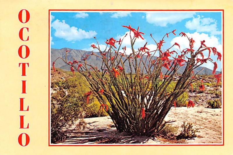 Ocotillo Blooms - Tempe, Arizona