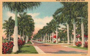 Vintage Postcard 1930's Beautiful Royal Palms On Florida's Gulf Coast M.E. Pub.