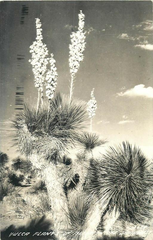 United States scenic real photo postcard yucca plant