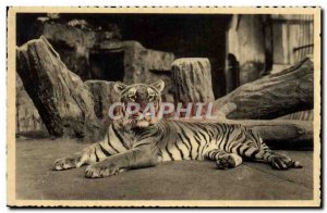 Old Postcard Antwerp Zoo Tiger Jardon