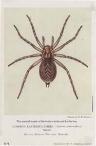 Common Labyrinth Spider Antique British History Museum Postcard