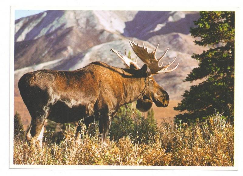 Alaska Bull Moose McKinley Park Alaska Imp Prints Postcard