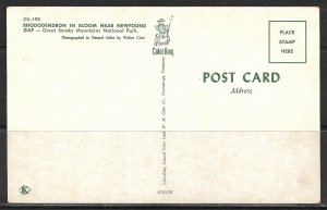 Rhododendron In Bloom - Flowers - [MX-462]