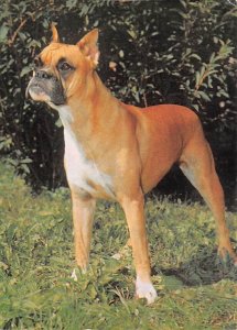 Boxer   Dog 