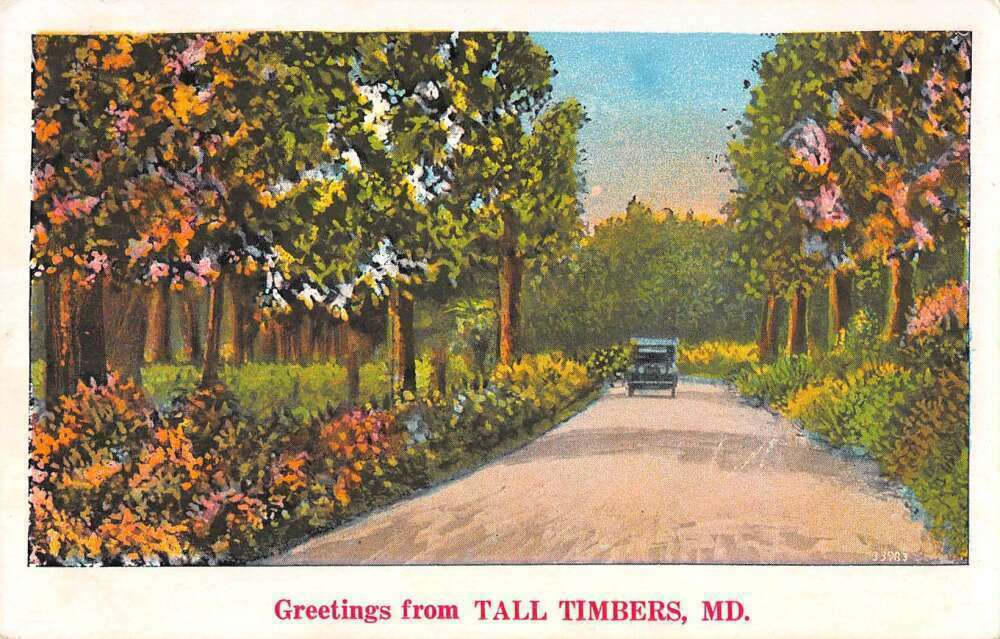 Tall Timbers Maryland Greetings Road Scenic Vintage Postcard AA52854