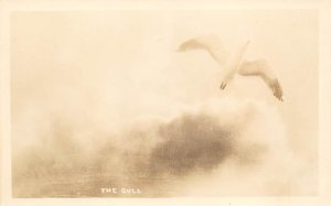 The Gull real photo Bird Unused 