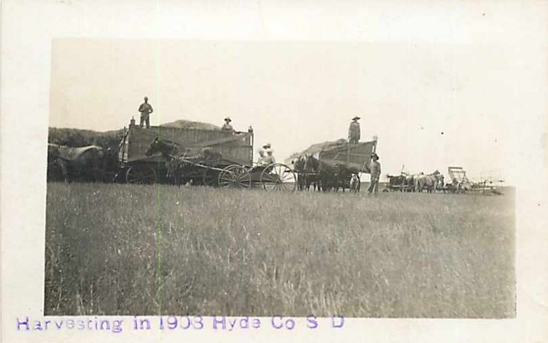 3 Postcards, Hyde County, South Dakota, RPPC, Farmer Harvesting Combine,Thresher