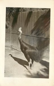RPPC Postcard; Cassowary, Heaviest Australian Bird, Unposted 1940s