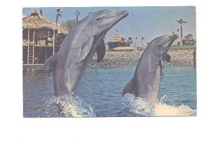 Two Dolphins, Snorter and Aphrodite, Sea World, San Diego, California