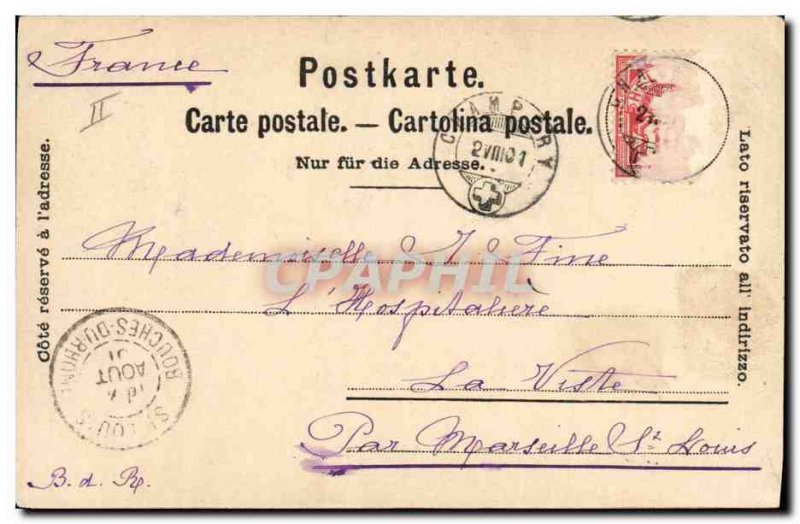 Old Postcard Cow Cows Mountains