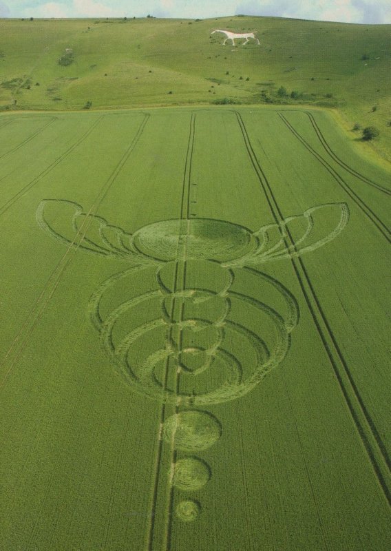 Milk Hill Wiltshire Crop Circle Postcard