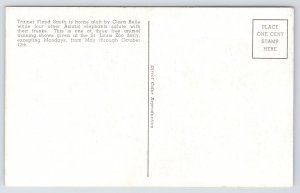 Animal~Elephant Training Scene St Louis Zoo~Vintage Postcard