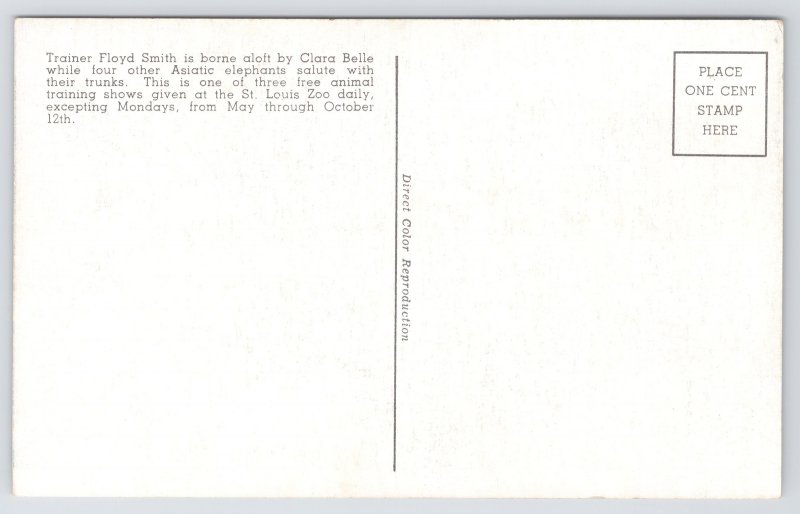 Animal~Elephant Training Scene St Louis Zoo~Vintage Postcard