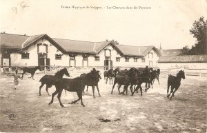 Horses running. Chaveaux das le parcoursOld vintage French postcard