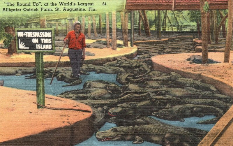 Vintage Postcard 1930's Alligators at St. Augustine Alligator & Ostrich Farm Fla