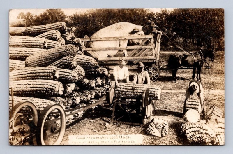 RPPC CORN & HOGS RHODE ISLAND MARTIN EXAGGERATION REAL PHOTO POSTCARD 1911