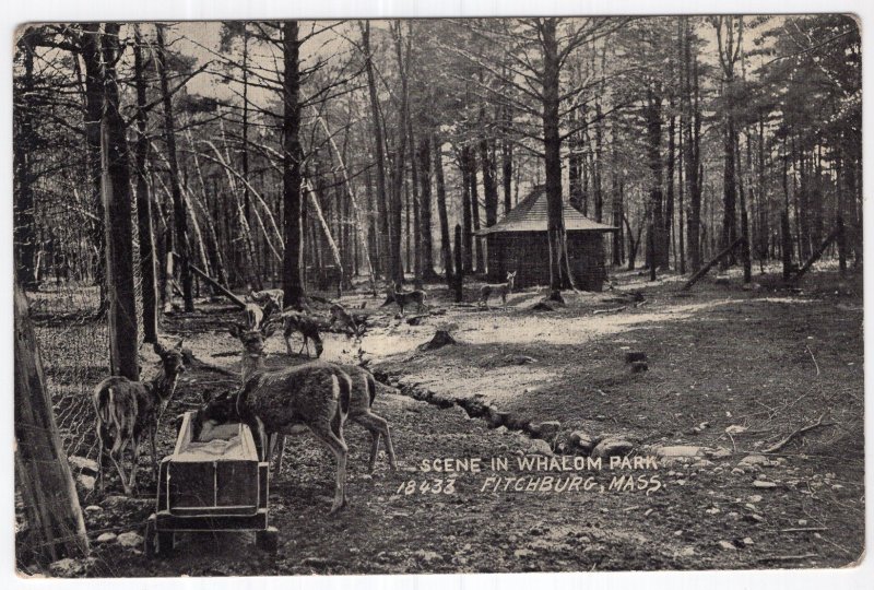 Fitchburg, Mass, Scene In Whalom Park