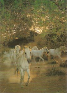 Camargue horses galloping Modern French postcard. Size 15 x 10,5 cms