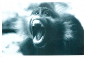 Animals postcard ape monkey