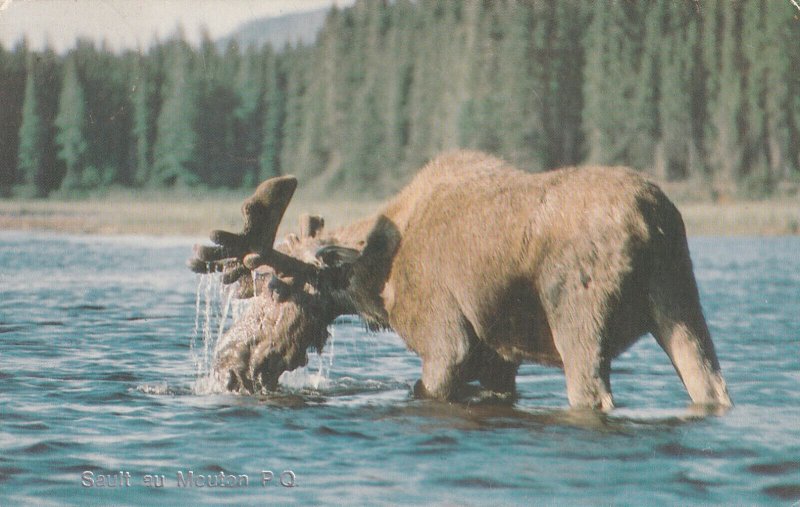 SAULT AU MOUTON, Quebec, Canada, PU-1987; Moose