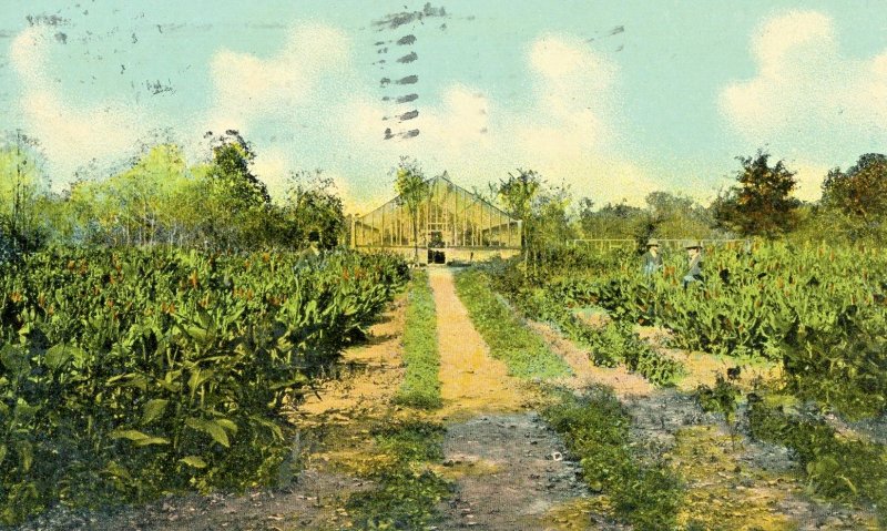 Postcard: Early View of Cannas Farming in Wheeler Park, Oklahoma City, OK. L3