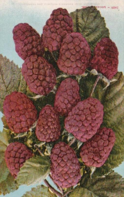 Fruit Loganberries Edward H Mitchell