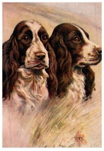 Dog Springer Spaniel