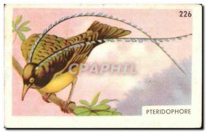 Image Entremets FRANCORUSSE Pteridophore Bird