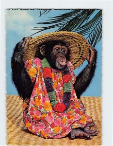 Postcard Chimpanzee Wearing Tropical Dress and Hat