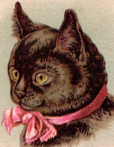 1880s The Seymour Record Newspaper Happy New Years Cute Brown Cat F145