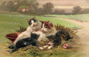 PC CATS, FOUR CATS LAYING IN A FIELD, Vintage EMBOSSED Postcard (b47034)