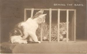 \Behind the Bars\ Vintage American Cat Postcard